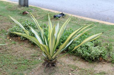 güzel tropik çiçekler