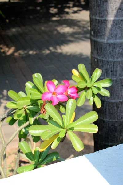 Hermosas flores tropicales —  Fotos de Stock