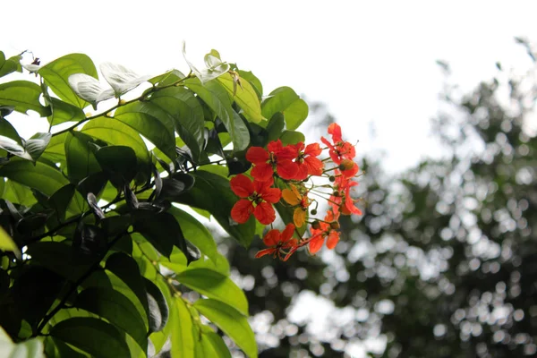 Beautiful tropical flowers — Stock Photo, Image