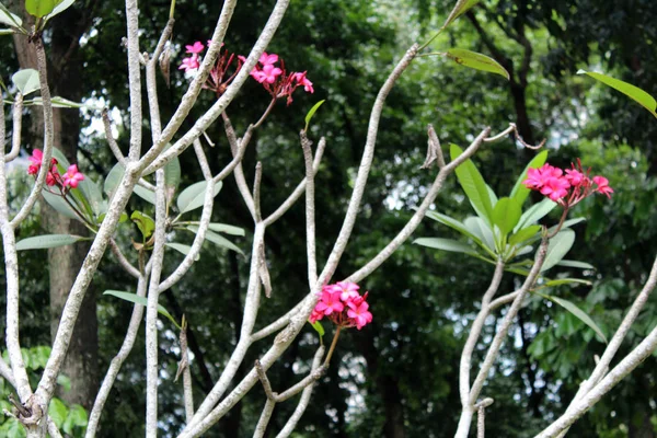 Krásné tropické květiny — Stock fotografie