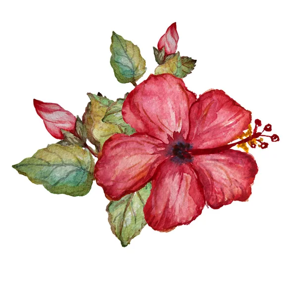 Aquarelle clipart tropical — Photo