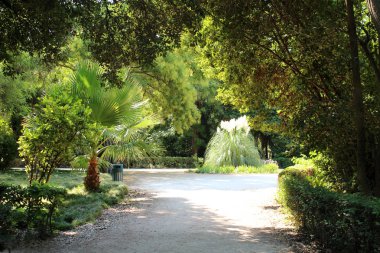 Güzel yeşil park