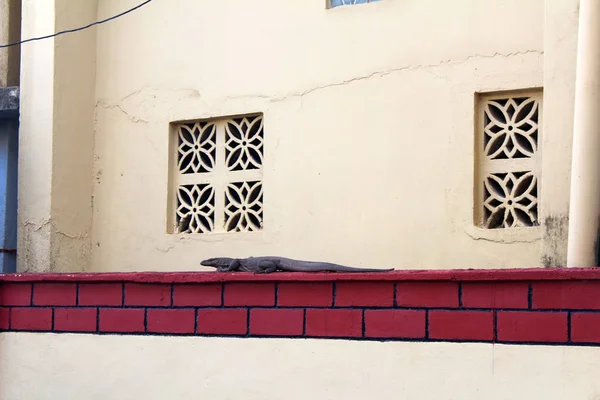 Varanus sentado en la pared — Foto de Stock