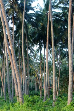 egzotik palmiye ağaçları