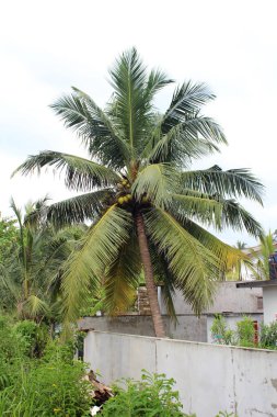 egzotik palmiye ağaçları