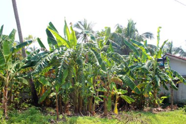 egzotik palmiye ağaçları