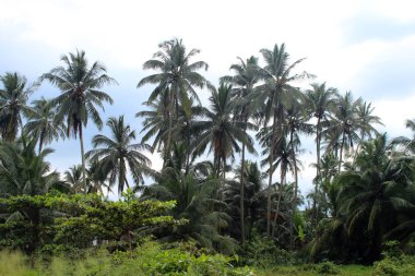 egzotik palmiye ağaçları