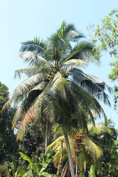 Экзотические пальмы — стоковое фото