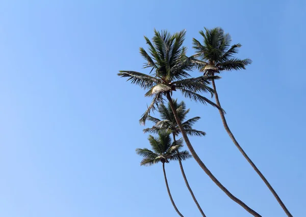 Exotické palmy — Stock fotografie