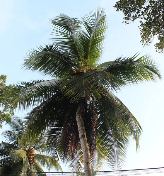 Экзотические пальмы — стоковое фото