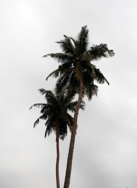 Exotic palm trees — Stock Photo, Image