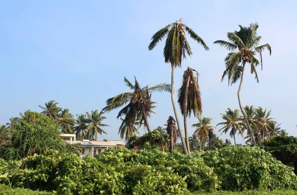Egzotyczne palmy — Zdjęcie stockowe