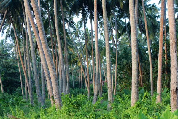 egzotik palmiye ağaçları