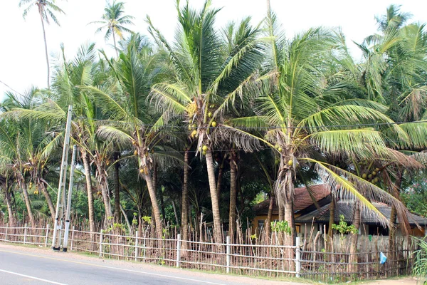 Egzotik palmiye ağaçları — Stok fotoğraf