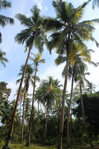 Palmeras exóticas — Foto de Stock