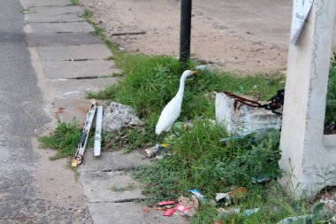 Beyaz leylek Sri Lanka