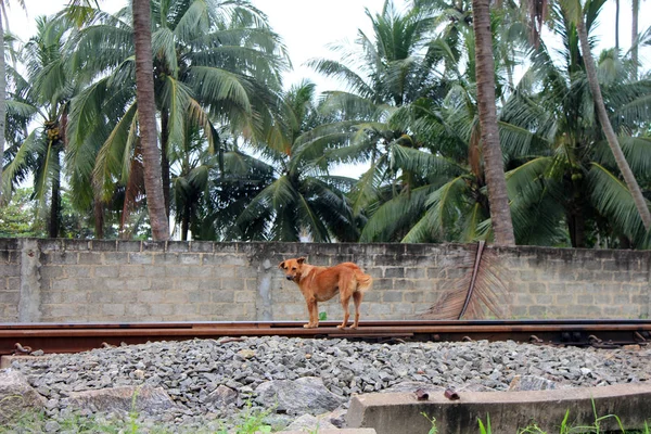 Hund från Sri lanka — Stockfoto