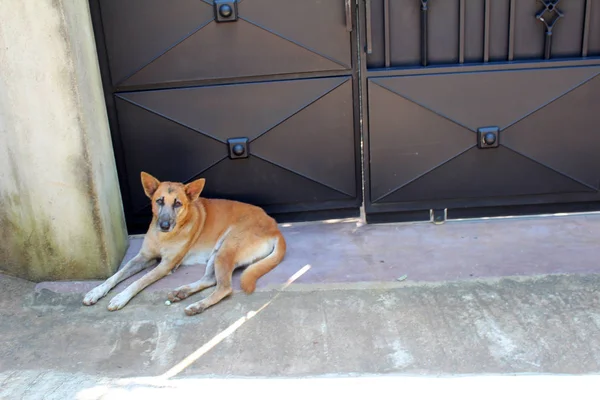 スリランカからの犬 — ストック写真