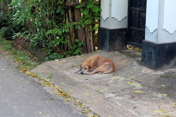 Το σκυλί από τη Σρι Λάνκα — Φωτογραφία Αρχείου