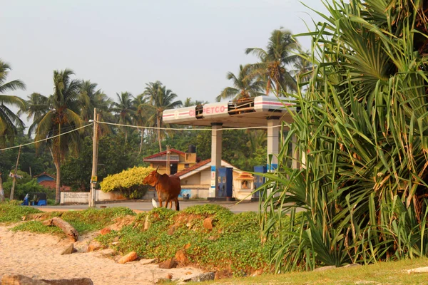 Ko från Sri Lanka — Stockfoto