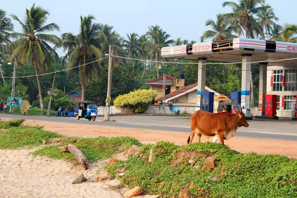 Krowy z Sri Lanka — Zdjęcie stockowe
