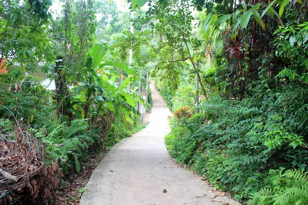 Camino en la selva — Foto de Stock