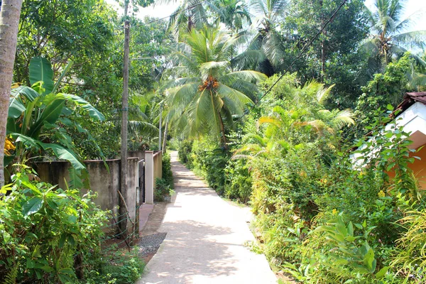 Weg in de jungle — Stockfoto