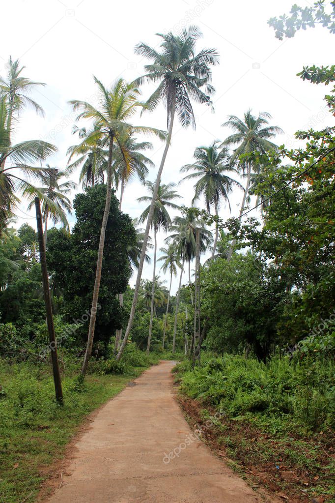 road in the jungle