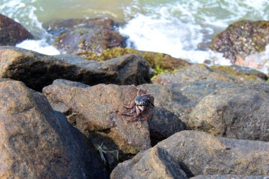 Sri Lanka'da kayalıklarda yengeçler