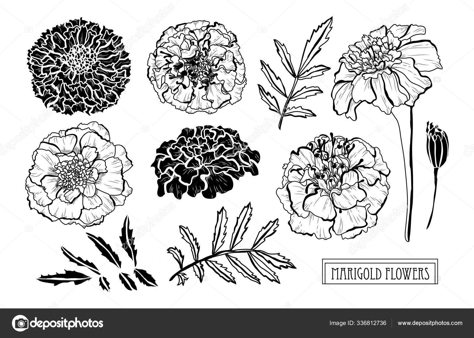 Decoración floral dibujada a mano vector, gráfico vectorial © Chantall