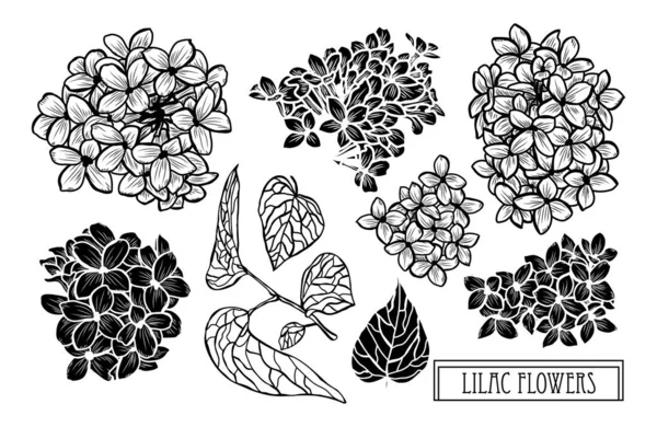 Decoración floral dibujada a mano — Vector de stock