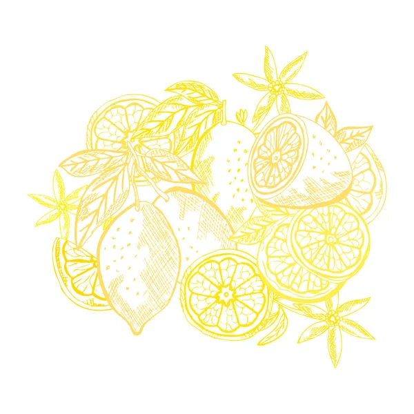 Frutas dibujadas a mano — Vector de stock