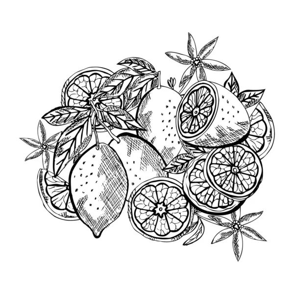 Frutta disegnata a mano — Vettoriale Stock