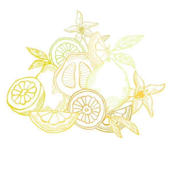 Frutos Pomelo Decorativos Dibujados Mano Elementos Diseño Puede Utilizar Para — Vector de stock