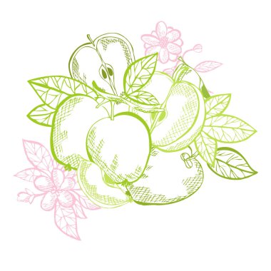 Elle çizilmiş elma meyveleri, tasarım elementleri. Kart, davetiye, koleksiyon defteri, baskı ve imalat için kullanılabilir. Yemek, mutfak teması