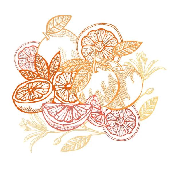 Handgetekende Decoratieve Grapefruits Design Elementen Kan Gebruikt Worden Voor Kaarten — Stockvector