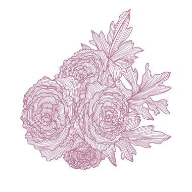 Dekoratif ranunculus çiçekler, tasarım elemanları. Kartlar, davetiyeler, afişler, posterler, baskı tasarımı için kullanılabilir. Çizgi sanat stilinde çiçek arka plan