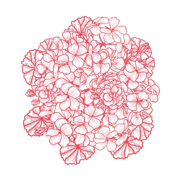 Dekorativ Pelargon Blommor Designelement Kan Användas För Kort Inbjudningar Banderoller — Stock vektor