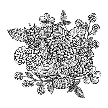 El yapımı dekoratif ahududu meyveleri, tasarım elementleri. Kart, davetiye, koleksiyon defteri, baskı ve imalat için kullanılabilir. Yemek, mutfak teması