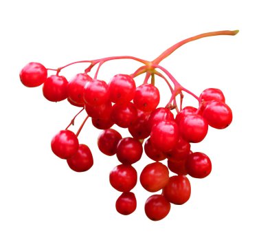 Beyaz arka planda izole edilmiş güzel yaban mersinleri. Doğal çiçek geçmişi var. Çiçek tasarım ögesi