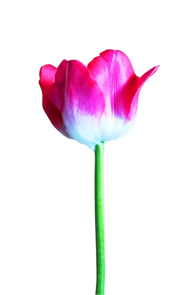Linda Flor Tulipa Isolada Fundo Branco Fundo Floral Natural Elemento — Fotografia de Stock