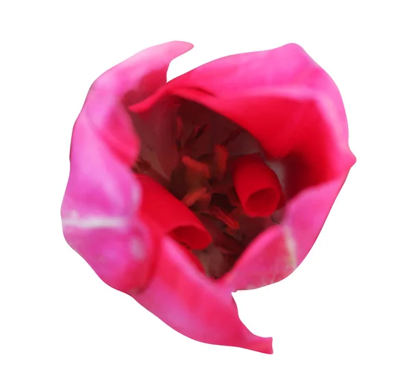 Vacker Tulpan Blomma Isolerad Vit Bakgrund Naturlig Blommig Bakgrund Blommigt — Stockfoto
