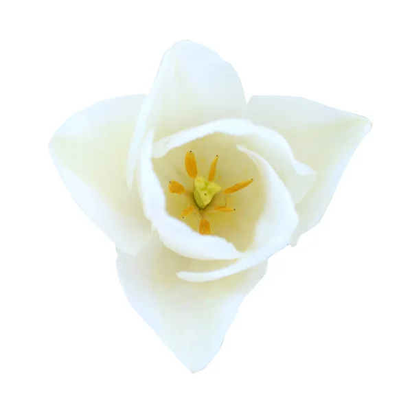 Vacker Vit Tulpan Blomma Isolerad Vit Bakgrund Naturlig Blommig Bakgrund — Stockfoto