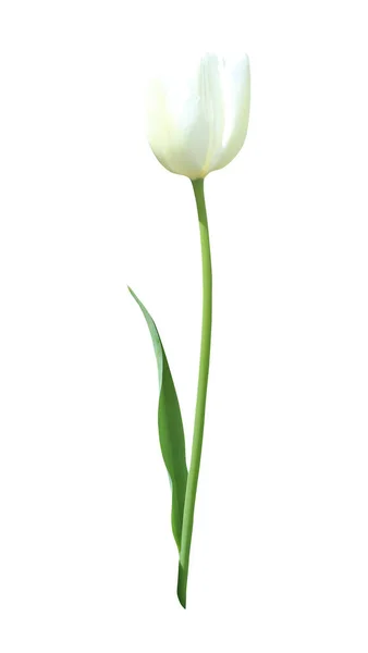 Linda Flor Tulipa Branca Isolada Fundo Branco Fundo Floral Natural — Fotografia de Stock