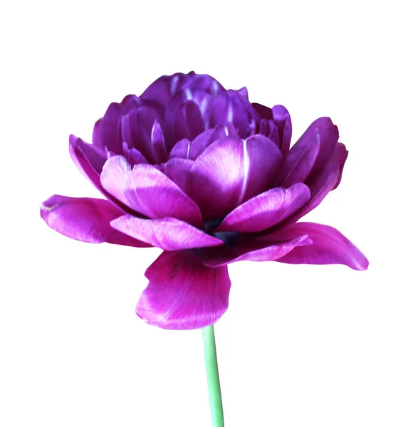 Hermosa Flor Tulipán Violeta Aislada Sobre Fondo Blanco Fondo Floral — Foto de Stock