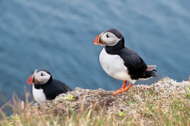 Çimenli bir uçurumun üzerinde Puffins