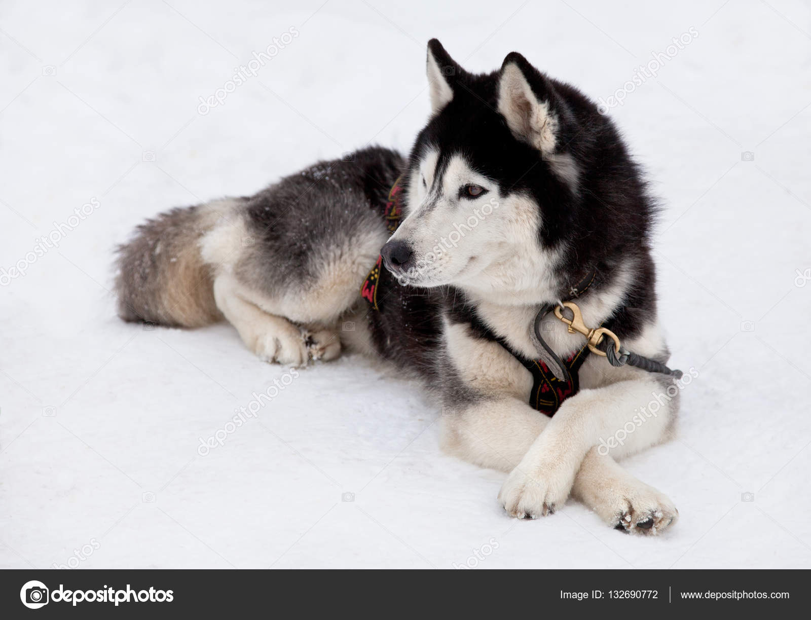 Cão Husky Siberiano Fotografias De Stock Aivolie 132690772