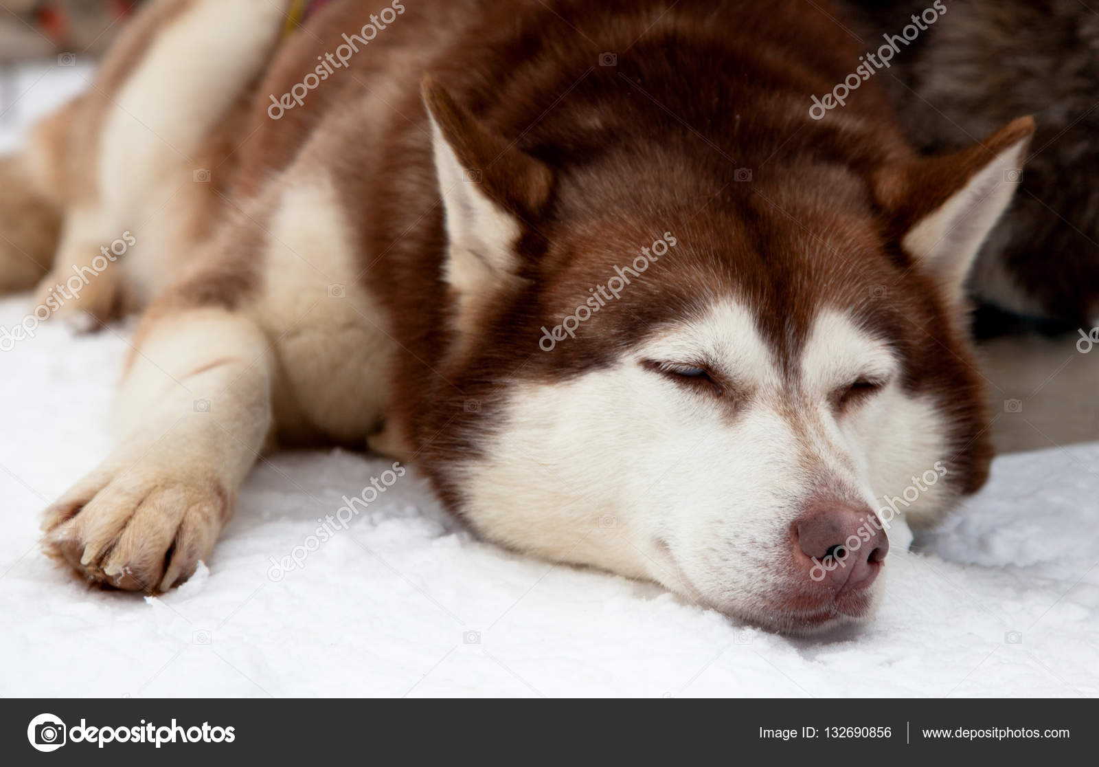 Red siberian husky dog — Stock Photo © Aivolie #132690856