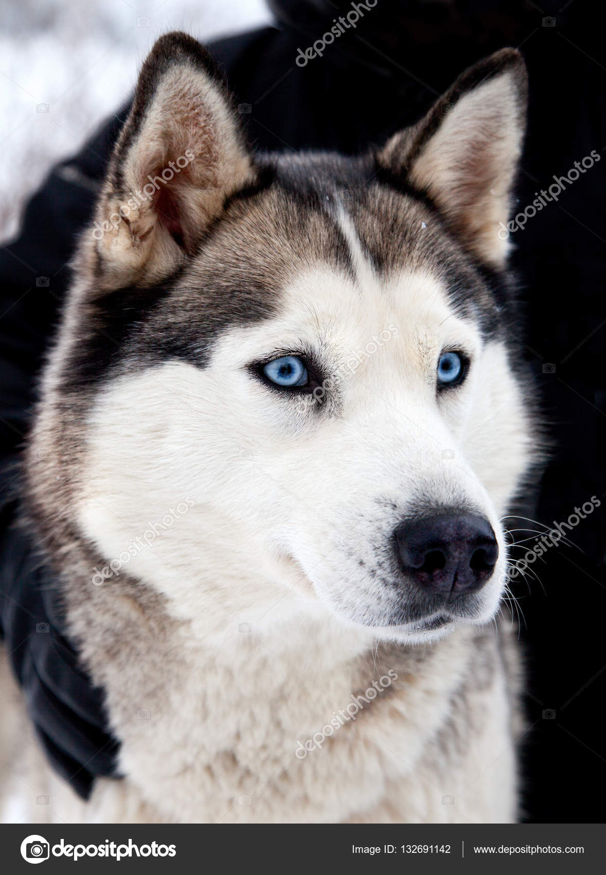 Retrato Do Cão Husky Siberiano Fotografias De Stock Aivolie