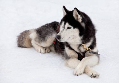 Sibirya Husky köpeği 
